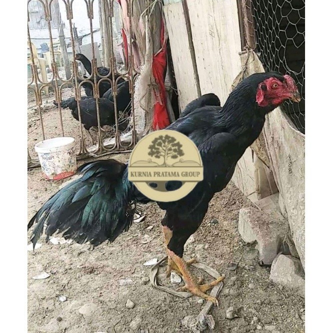 

telur ayam Shamo Japan Balck Tiger terlaris KURNIA PRATAMA GROUP