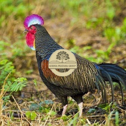 

Telur ayam hutan x jawa / telur ayam hias / telur fertil siap tetas KURNIA PRATAMA GROUP