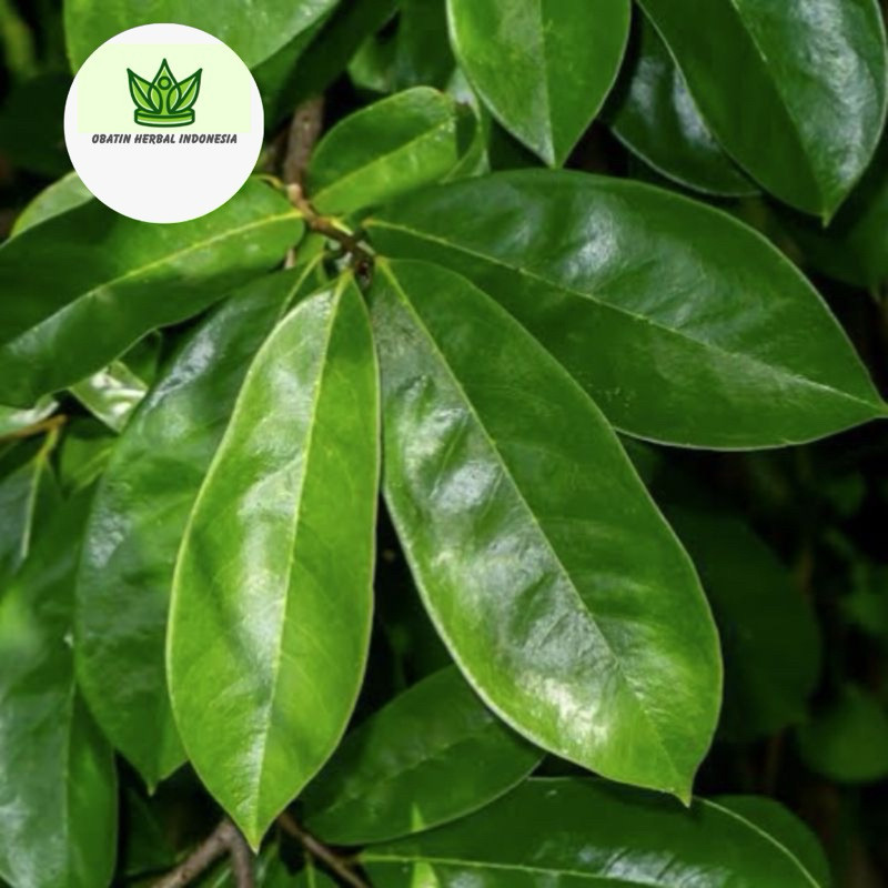

Sahabatalam PROMO 1KG Daun Sirsak Segar Organik Herbal Obat Kanker Tumor Daun Sirsak Daun Segar Sirsak Daun Sirsak Daun Sirsak Segar Termurah Ori Asli OHI
