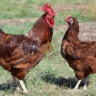 

Telur ayam rodhe island / telur ayam hias / telur fertil siap cod KURNIA PRATAMA ID