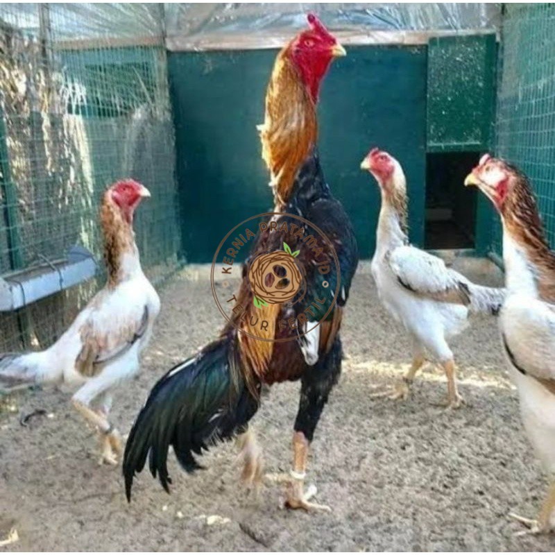 

TELUR AYAM SHAMO EROPA PURE LINE UNTUK DI TETASKAN KURNIA PRATAMA ID