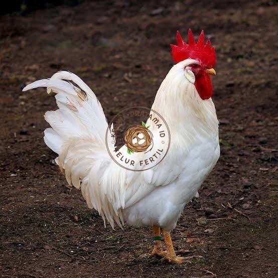 

Telur ayam leghorn white / telur ayam hias / telur fertil siap tetas KURNIA PRATAMA ID