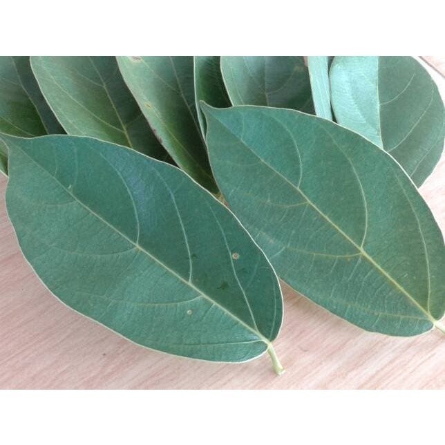 

New Promo Daun Cincau Segar per helai Murah Hijau Langsung Petik