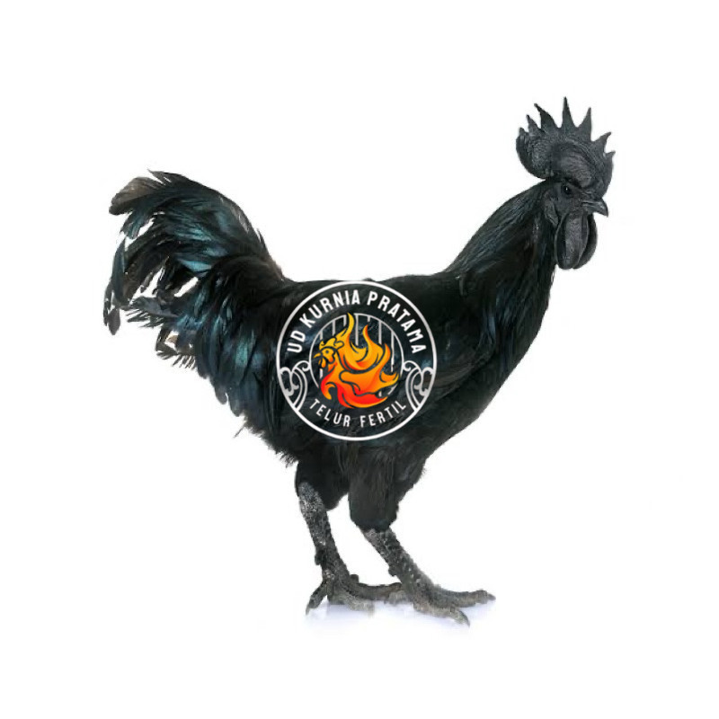 

TELUR FERTIL AYAM CEMANI LH UNTUK DI TETASKAN UD KURNIA PRATAMA