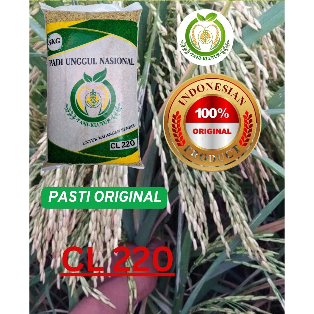 BIBIT/BIJI Padi Cl 220 5kg ORIGINAL PRODUK