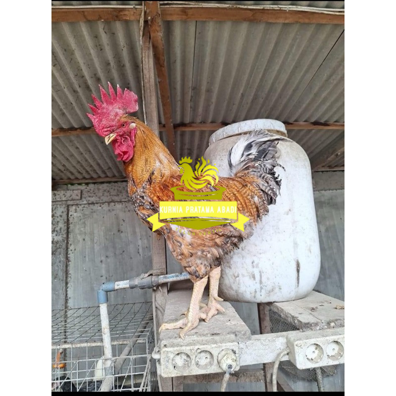 

TELUR FERTIL AYAM LARMOD 2 UNTUK DI TETASKAN KURNIA PRATAMA ABADI