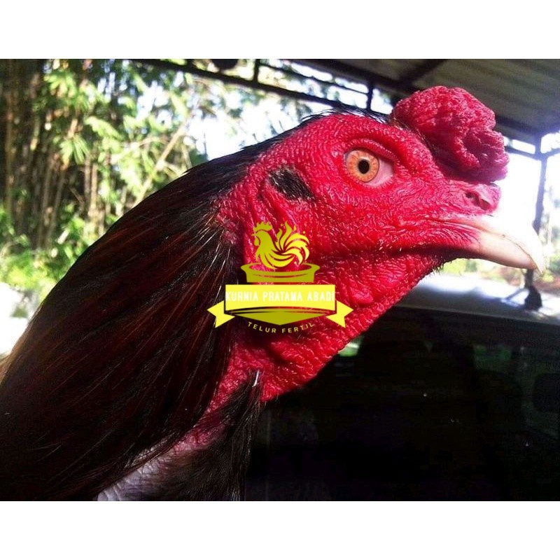 

Telur ayam bangkok ekor lidi terbaru terlaris KURNIA PRATAMA ABADI