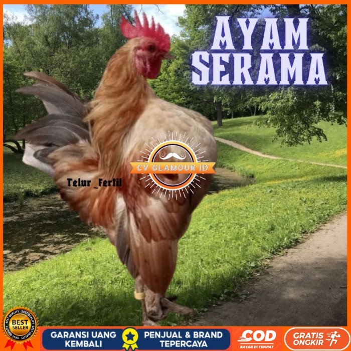 

telur ayam Kate Serama asli pendek original berkualitas CV GLAMOUR ID