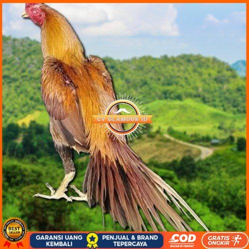 

Telur Ayam Ekor lidi (ORI) CV GLAMOUR ID