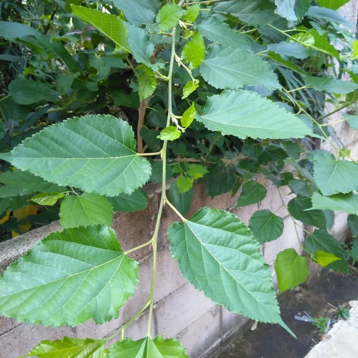 

OHI Paket 100 gr Daun Murbei / Arbei / Mulberry Segar Petik di Pohon KC