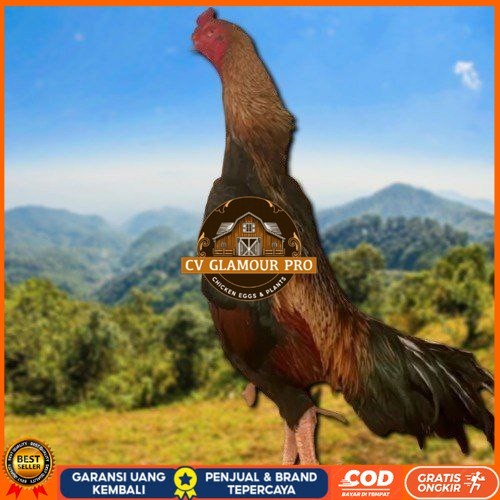 

telur fertil ayam shamo super garansi CV GLAMOUR PRO