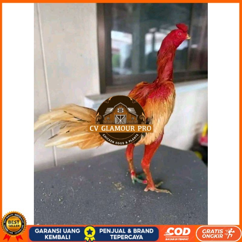 

TELUR FERTIL PLUCKER ORIGINAL CV GLAMOUR PRO