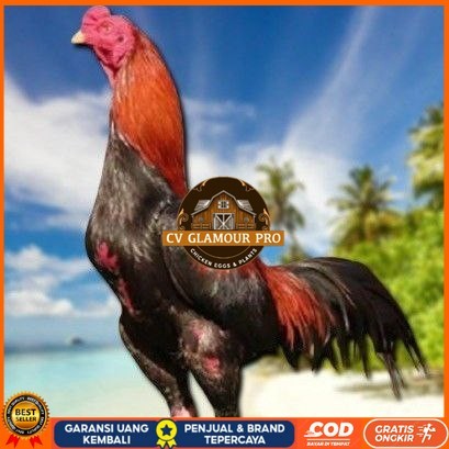 

telur ayam bangkok original bisa untuk di tetaskan CV GLAMOUR PRO