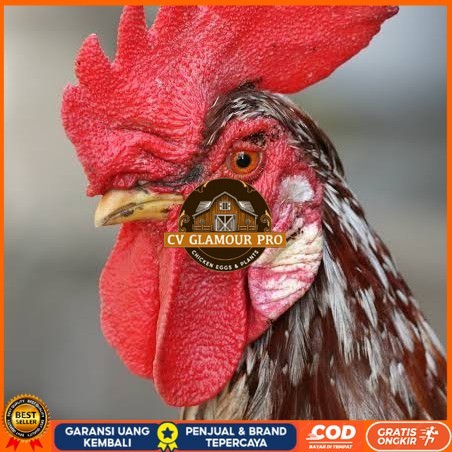 

Telur ayam albino mata merah / telur ayam hias fertil siap tetas CV GLAMOUR PRO