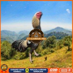 

telur ayam Shamo Japanese (Telur fertil) CV GLAMOUR PRO