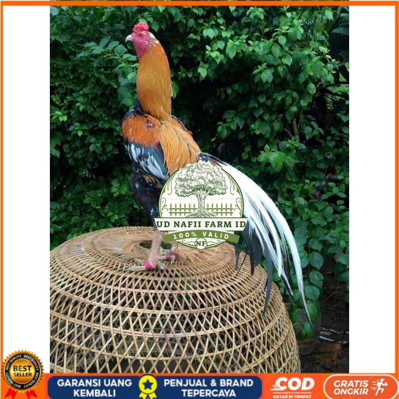

TELUR BANGKOK EKOR LIDI FRESH (JAMIN FERTIL) UD NAFII FARM ID