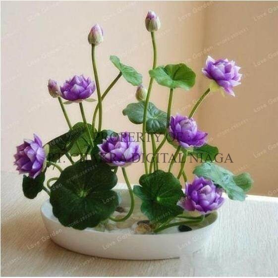 Benih Biji Teratai Lotus Isi 500 Butir Benih Bibit Biji Bunga Teratai Lotus Teratai