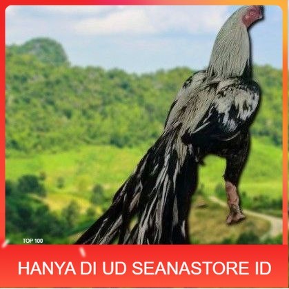 

telur Ayam Bangkok Clasik ekor lidi Fertil terlaris UD SEANASTORE ID