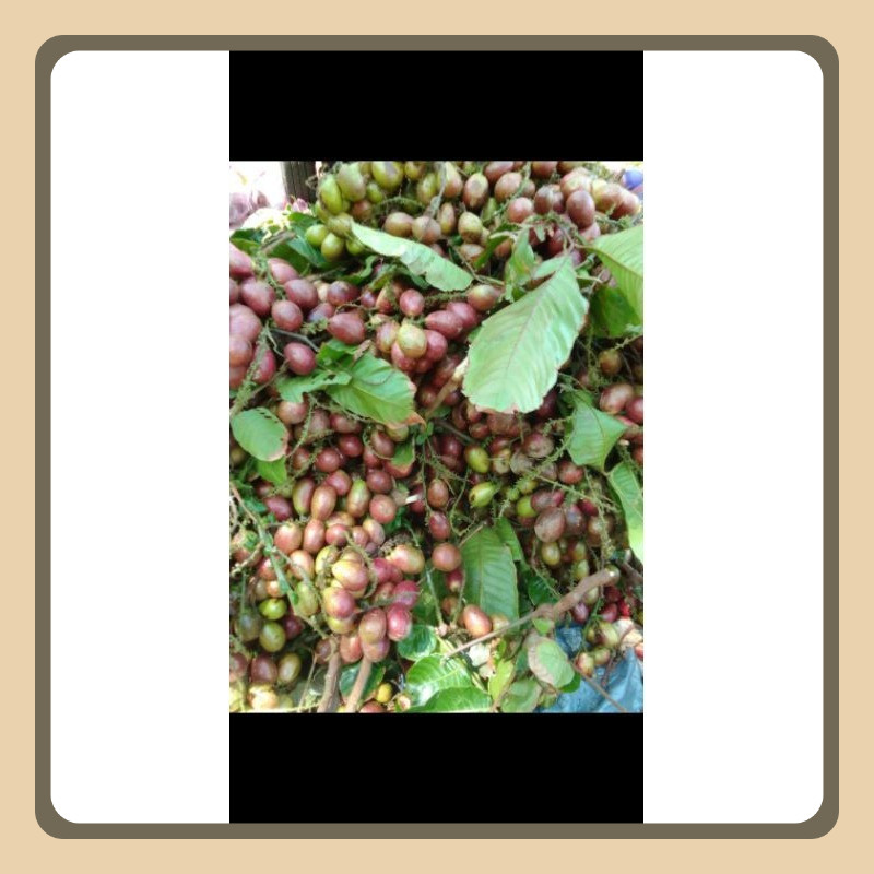 

Buah Matoa Fresh Baru Petik 1kg Kaya Antioksidan