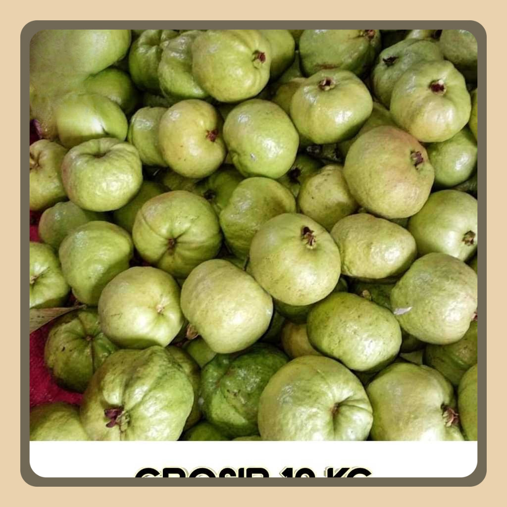 

10 KG Jambu Kristal KEBUMEN Fresh baru petik Packaging aman sampai tempat