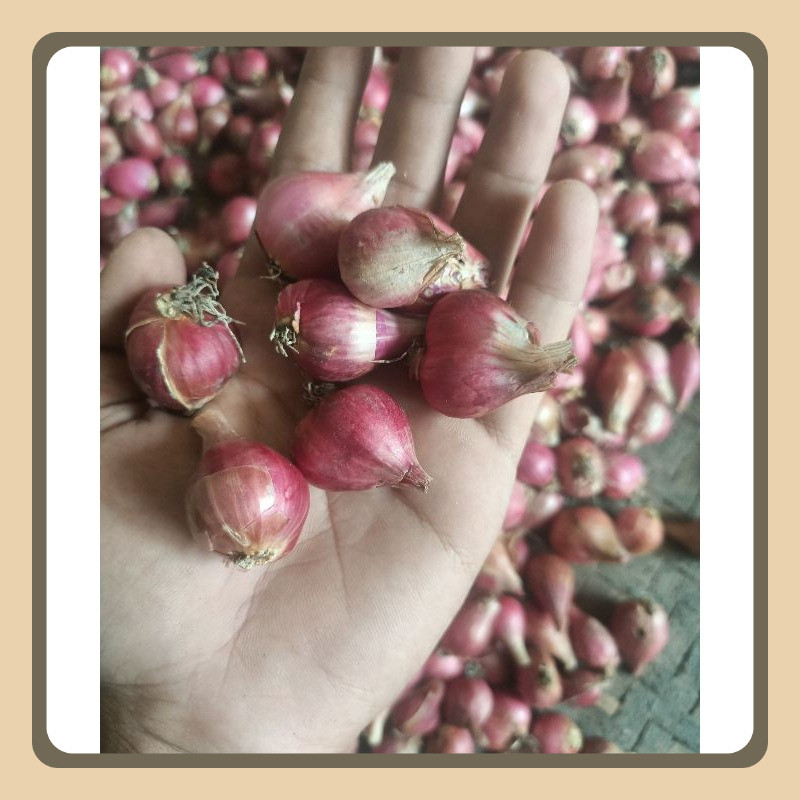 

Bawang Merah Kering 5Kg - Paket Hemat, Bersih, Tahan Lama, Siap Masak