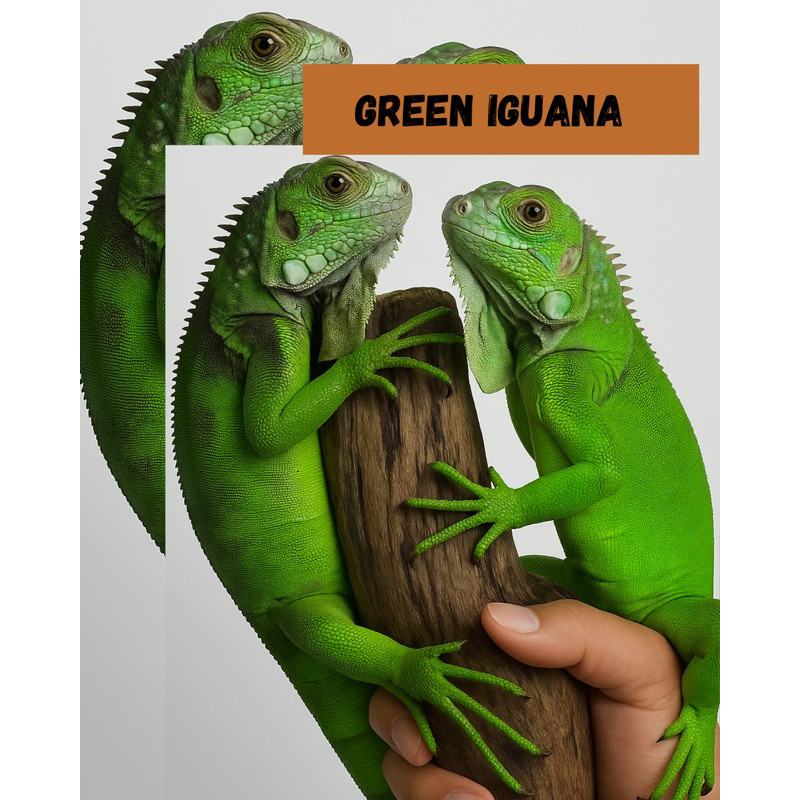 Alas kandang green iguana / iguana green / green iguana 50cm