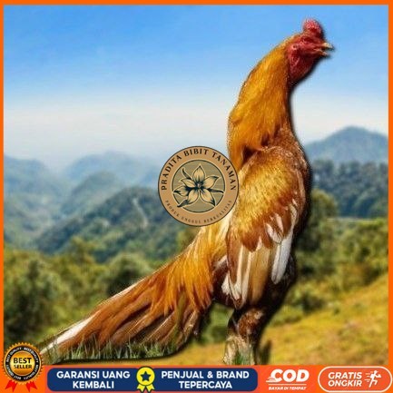 

telur ayam Shamo Eropa Ori telur fertil(TERLARIS) PRADITA BIBIT TANAMAN