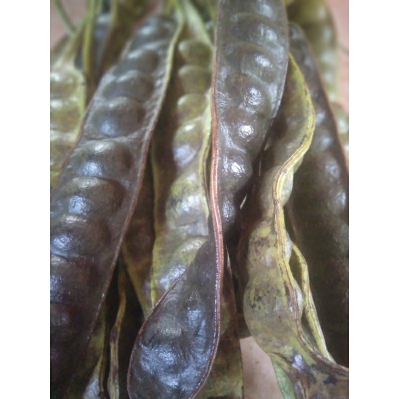 

PETE/PETAI MATANG ISI 10 PAPAN LONJOR terlaris