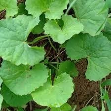 

DAUN PEGAGAN/ANTANAN SEGAR FRESH 500 GRAM