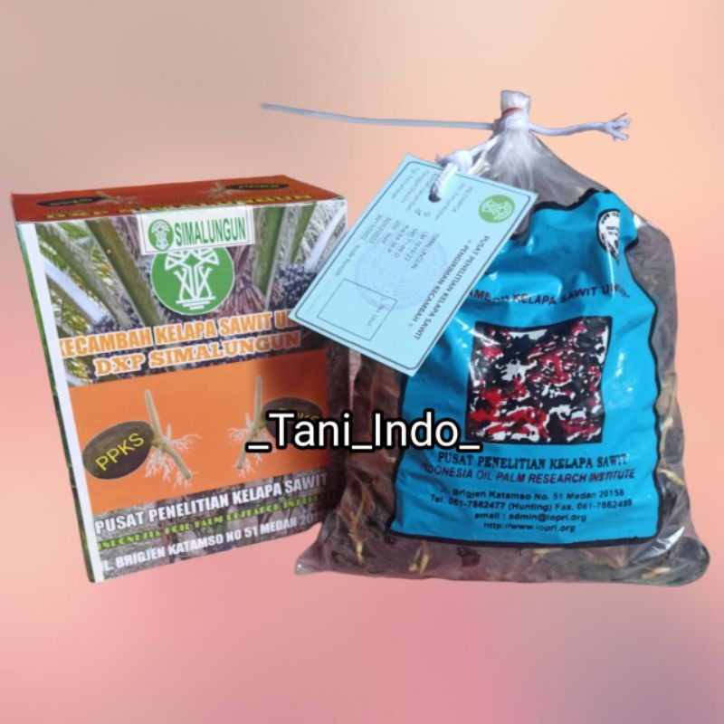 Bibit Kecambah Kelapa Sawit Simalungun Unggul