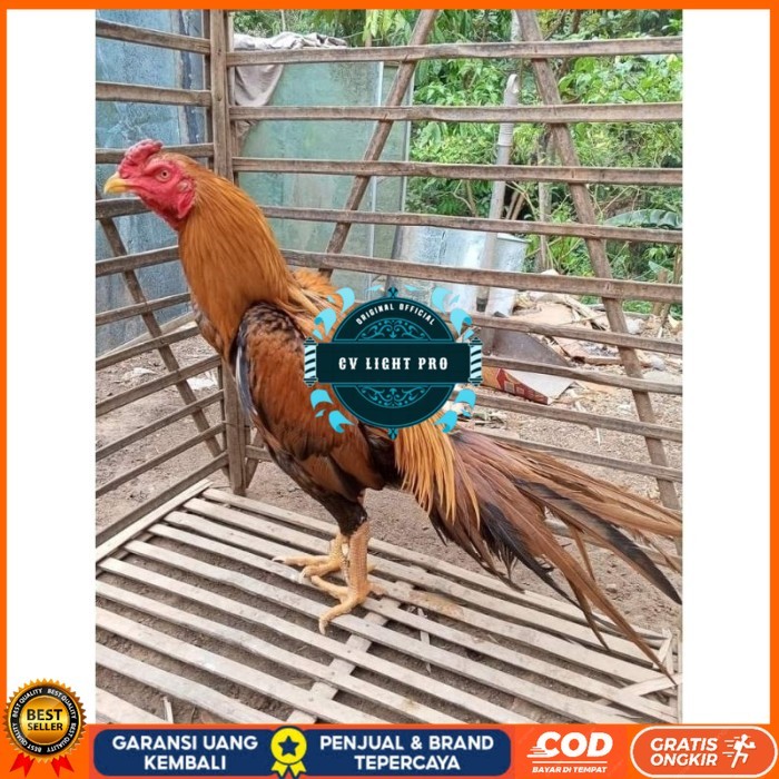 

(10 butir) Telur Ayam Ekor Lidi Untuk Di tetaskan CV LIGHT PRO