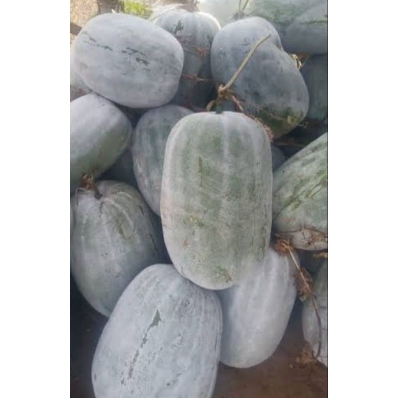 

buah beligo undur 1buah berat 2kg-3kg