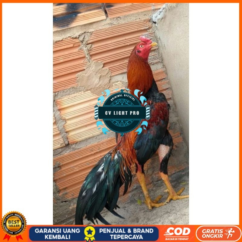 

BANGKOK F1 TELUR FERTIL PROMO BESAR CV LIGHT PRO