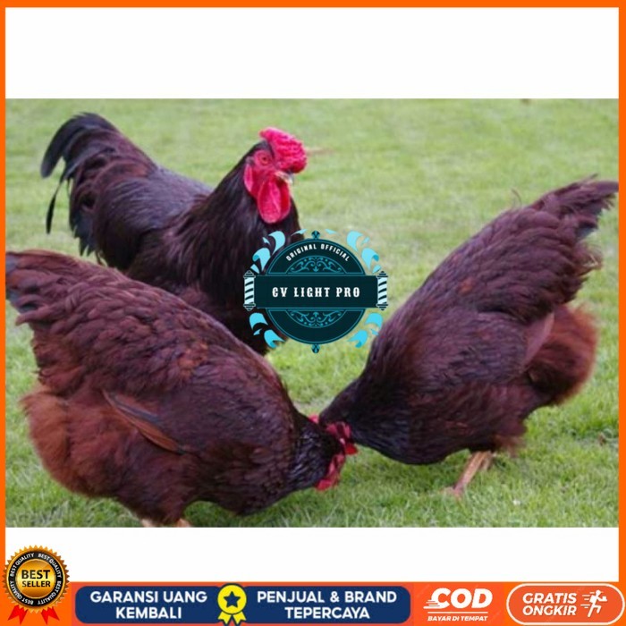 

Telur ayam hias rodhe island fertil asli siap ditetaskan - rodhe island CV LIGHT PRO