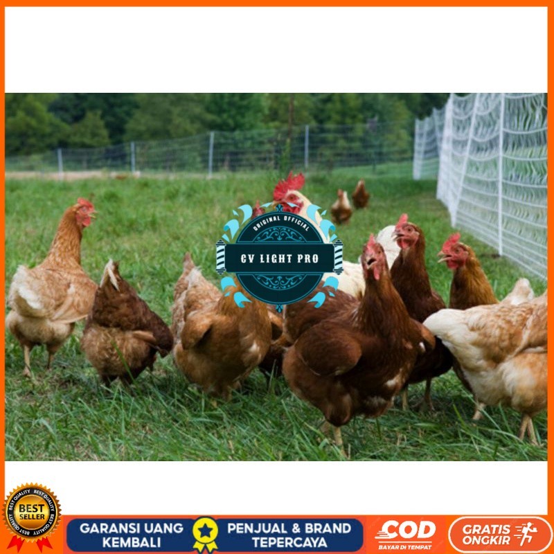 

TELUR AYAM RAS PETELUR TANGGUH UNTUK DI TETASKAN CV LIGHT PRO