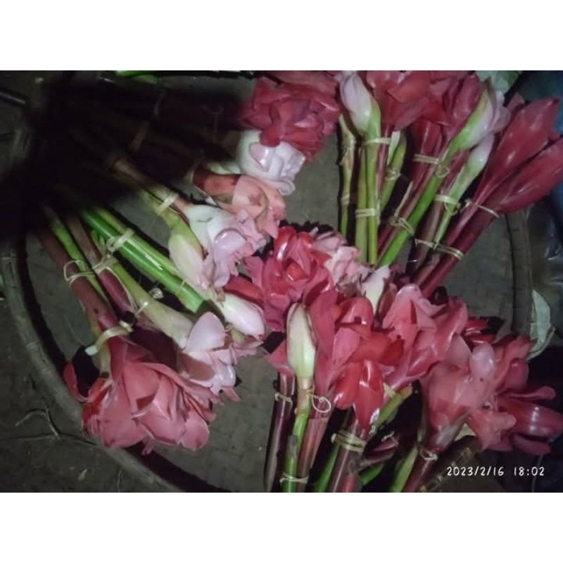 

1kg bunga kecombrang/bunga honje segar/sayur H. O. A