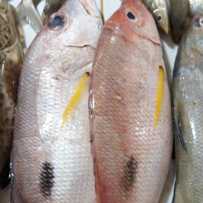 

Ikan Kakap Tompel 1kg