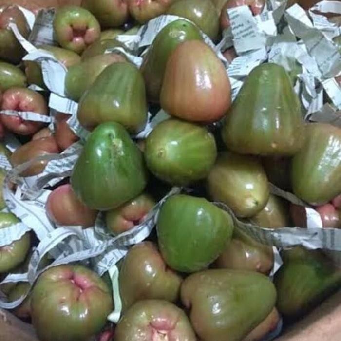 

Jambu Air Cincalo Hijau 1 kg