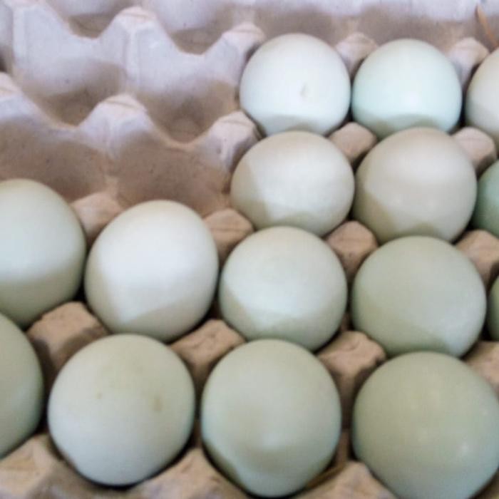 

Telur Asin Bebek Matang 1 Butir