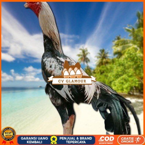

telur ayam bangkok original bisa untuk di tetaskanvertil CV GLAMOUR