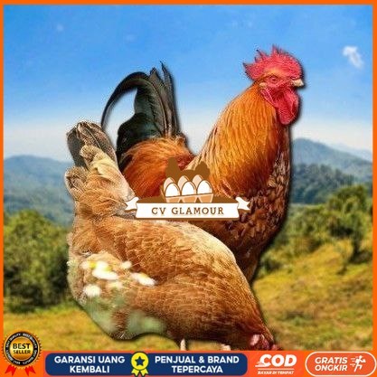 

telur tetas ayam shamo asli CV GLAMOUR