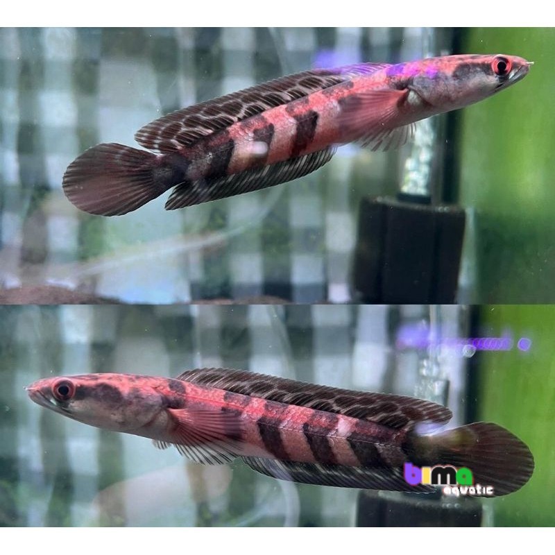 Hiasan akuarium Channa Red Barito Bar Rapih Sortiran Simet Bahan Progres,Ikan Channa Red Barito Sime