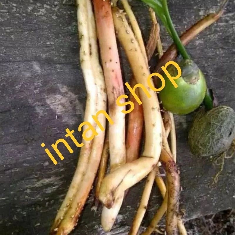 

akar pinang akar herbal alami 500 gr ready