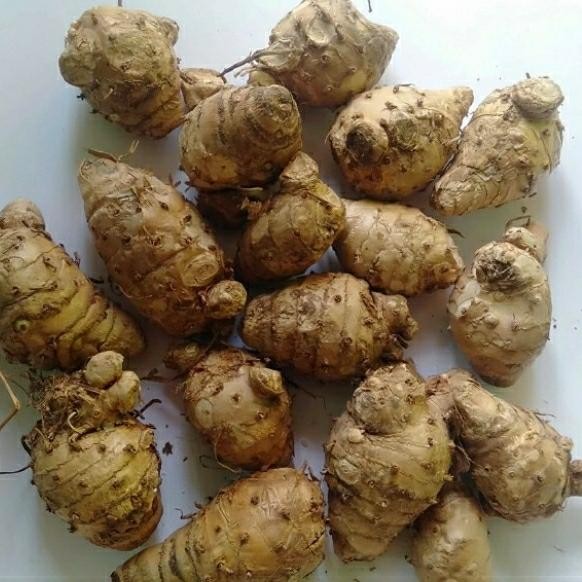 

biang kunyit putih segar fresh ready