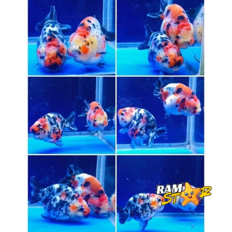 rancu sapi / ranchu calico 6-7 cm  / ikan mas koki ranchu calico sapi