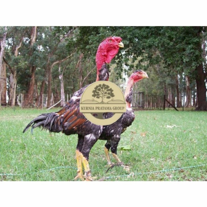 telur ayam petarung saigon siap ditetaskan - ayam saigon KURNIA PRATAMA GROUP