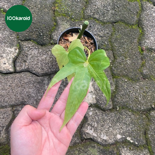 Tanaman Hias Anthurium Pedatoradiatum Variegata / Anthurium Jari Varigata