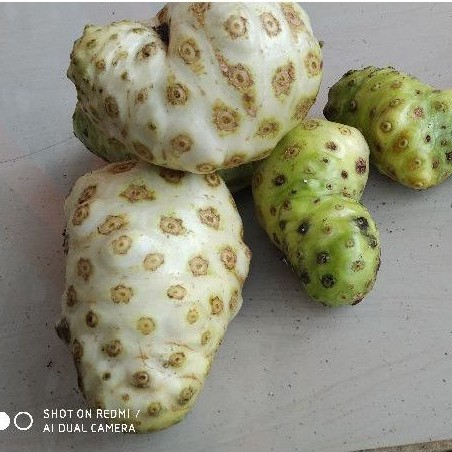 

Buah mengkudu asli segar 500gram
