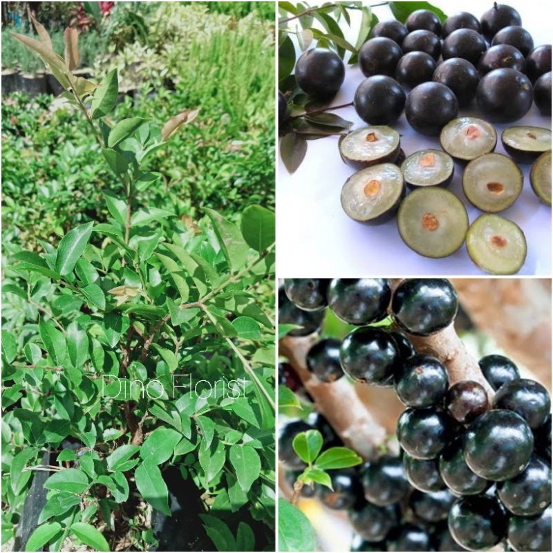 BUAH ANGGUR BRAZIL PRECO - Bibit Tanaman Buah Anggur Brazil Import - Pohon Anggur Jaboticaba Preco