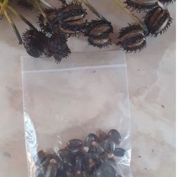 

Ready stok biji benih kaliki atau jarak merah 30biji fresh